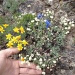 Eriogonum thymoides Fleur