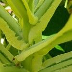 Nicotiana tomentosa Bark