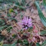 Astragalus glaux Blomst