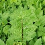 Filipendula ulmaria Blad