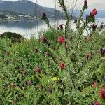 Echium creticum Vivejo