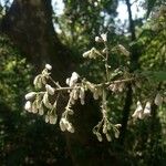 Chromolaena odorata Flor