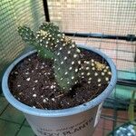 Consolea rubescens Hoja