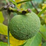 Juglans nigra Mbuma
