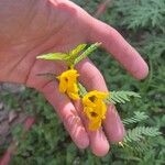 Chamaecrista fasciculata Virág