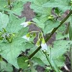 Solanum nigrumКвітка