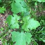 Smallanthus uvedalia Leaf