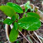 Kalanchoe pinnata Blatt