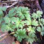 Hydrophyllum capitatum Leaf