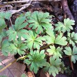 Hydrophyllum capitatum Blad