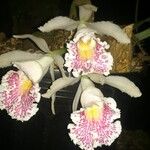 Trichopilia suavis 花