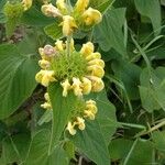 Phlomis fruticosaFleur