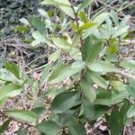 Daphnopsis racemosa Plante entière