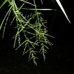 Panicum hirsutum Leaf