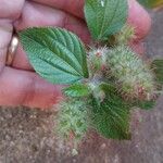 Acalypha alopecuroidea Flower