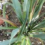 Eryngium yuccifolium Blatt