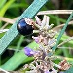 Liriope muscari Plod