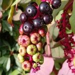 Phytolacca americana Fruit