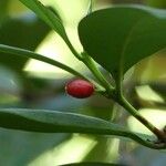 Erythroxylum coca Frutto