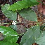 Malouetia mildbraedii Leaf