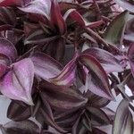 Tradescantia zebrinaΦύλλο