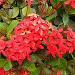 Ixora spp.Flower