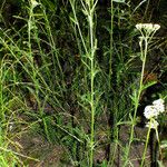 Achillea setacea Хабит