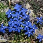 Gentiana terglouensis Hábitos