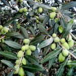 Olea europaea Fruit