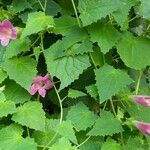 Lophospermum erubescens 葉