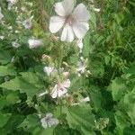 Althaea officinalisΛουλούδι