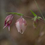 Calochortus albus Кветка