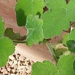 Pelargonium tomentosum Blatt