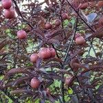 Prunus virginiana Frukto