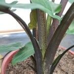 Alocasia lauterbachiana 树皮