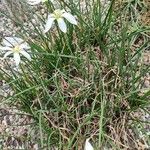 Zephyranthes candida 整株植物