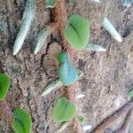 Microgramma vacciniifolia 葉