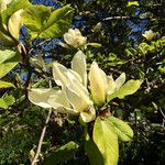 Magnolia denudata Cvet
