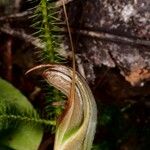 Pterostylis ophioglossa Kabuk