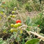 Solanum tettense Fruit