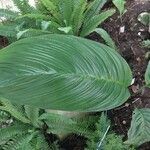 Tacca chantrieri Leaf