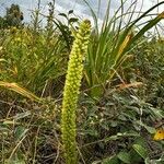 Orostachys spinosa Hoja