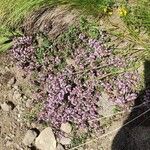 Thymus serpyllumFlower