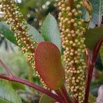 Cunonia capensis Otro