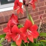 Hippeastrum reginaeFlor