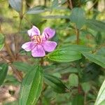 Melastoma malabathricum Flors