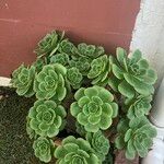 Aeonium balsamiferum 叶