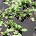 Ludwigia peploides Leaf