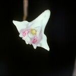 Dendrobium truncatum Bloem
