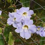 Thunbergia laurifolia Цветок